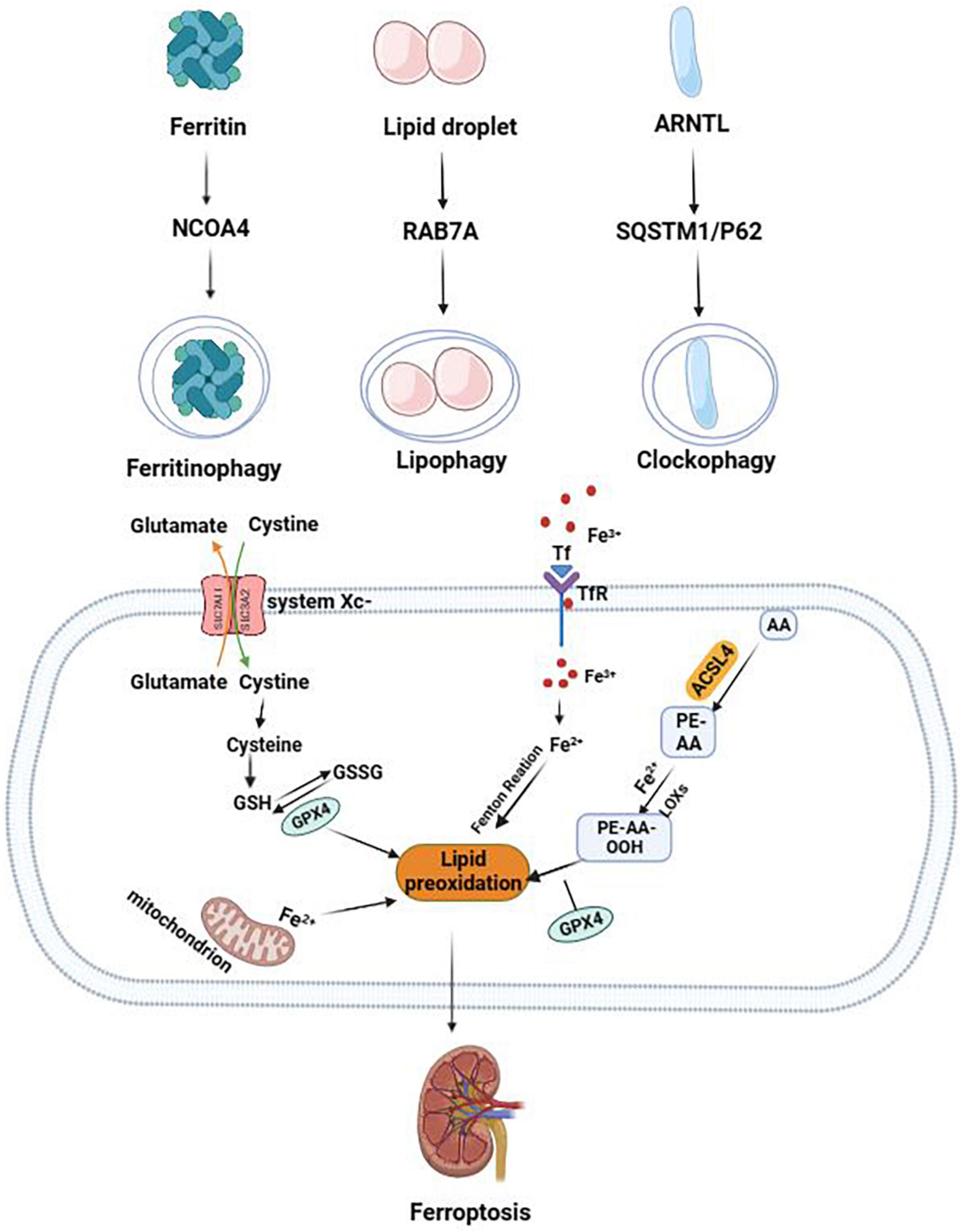 Autophagy-dependent ferroptosis in kidney disease